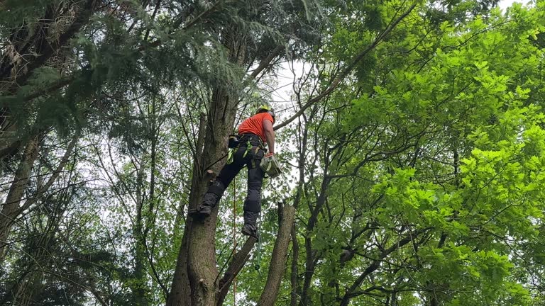 Best Leaf Removal  in Kayak Point, WA